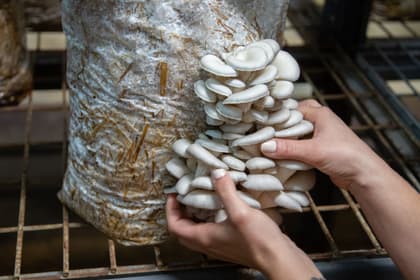 Mâini culegând ciuperci pleurotus dintr-un sac de cultură așezat pe stelaj