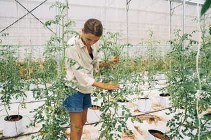 Legumicultoare îngrijind plantele de roșii într-o seră