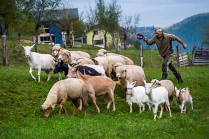 Crescător mânând o turmă de oi și capre pe o pajiște de la marginea satului, la munte