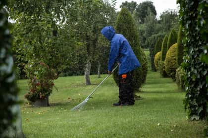 Lucrător strângând cu grebla frunzele de pe gazonul unui parc, pe ploaie