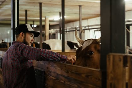 Operator lângă o vacă, în boxa unui grajd de bovine