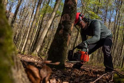 Muncitor forestier tăind un arbore cu ferăstrăul mecanic, într-o pădure de fag