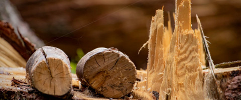 Imagine prezentare PĂDURAR