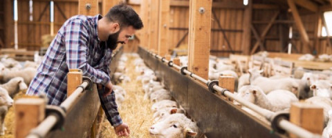 Imagine prezentare OPERATOR INSAMANTARI ARTIFICIALE LA ANIMALE