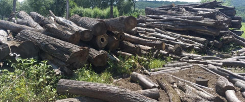 Imagine prezentare TEHNICIAN ÎN SILVICULTURĂ ȘI EXPLOATĂRI FORESTIERE