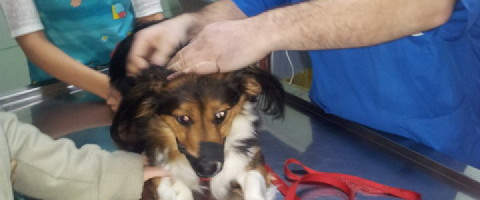 Imagine prezentare Tehnician veterinar