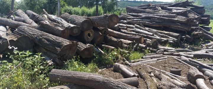 imagine TEHNICIAN ÎN SILVICULTURA ȘI EXPLOATAȚII FORESTIERE