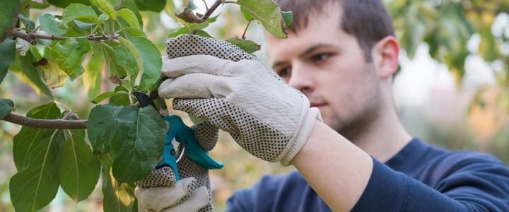 imagine CURS Legumicultor