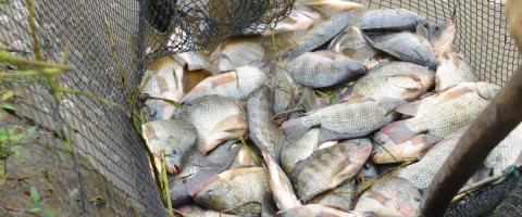 Imagine prezentare Piscicultor