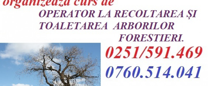 imagine CURS OPERATOR LA RECOLTAREA ȘI TOALETAREA ARBORILOR FORESTIERI