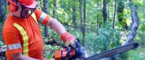 Imagine prezentare TEHNICIAN ÎN SILVICULTURA ȘI EXPLOATAȚII FORESTIERE