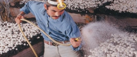 Imagine prezentare CIUPERCAR