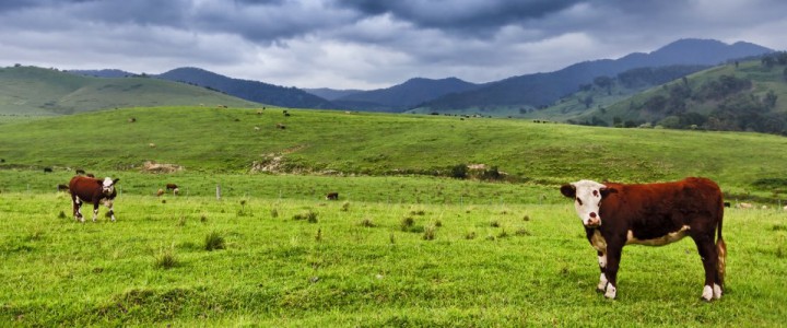 imagine LUCRĂTOR ÎN CREȘTEREA ANIMALELOR