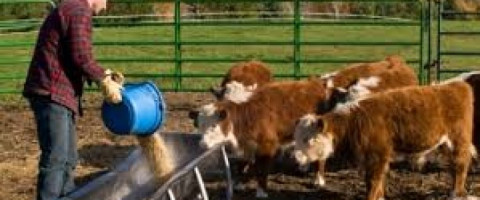 Imagine prezentare Curs Lucrător calificat în cresterea animalelor