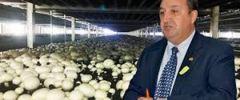 Imagine prezentare Curs Ciupercar