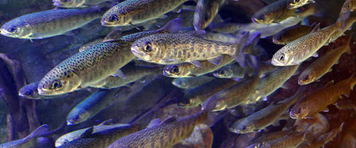 imagine Curs Piscicultor