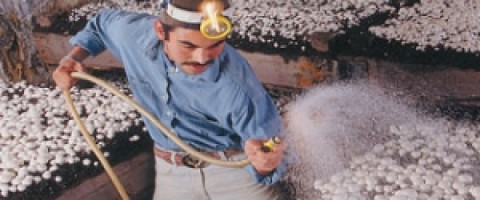 Imagine prezentare CIUPERCAR