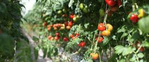 Imagine prezentare CURS LEGUMICULTOR