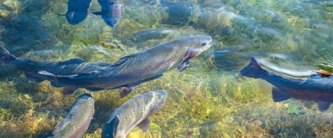 Imagine prezentare Curs Piscicultor