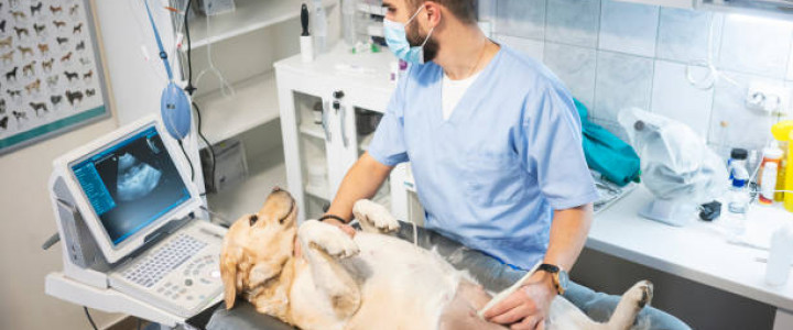 imagine TEHNICIAN VETERINAR