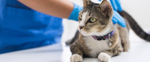 Imagine prezentare TEHNICIAN VETERINAR