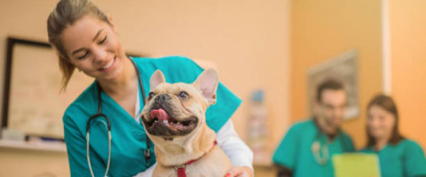 Imagine prezentare TEHNICIAN VETERINAR