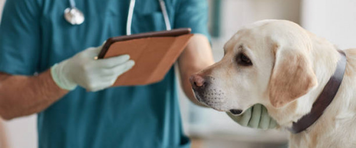 imagine TEHNICIAN VETERINAR