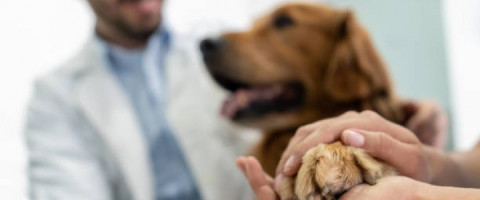 Imagine prezentare TEHNICIAN VETERINAR