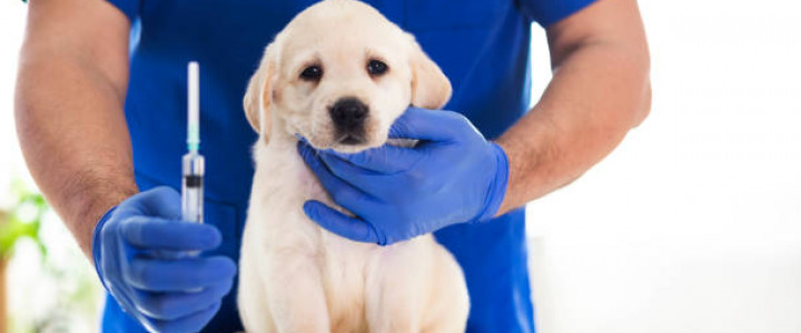 imagine TEHNICIAN VETERINAR