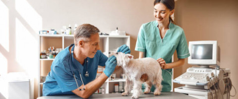 Imagine prezentare TEHNICIAN VETERINAR