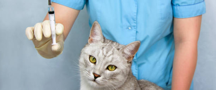 imagine TEHNICIAN VETERINAR