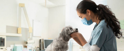 Imagine prezentare TEHNICIAN VETERINAR