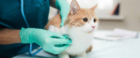 Imagine prezentare TEHNICIAN VETERINAR