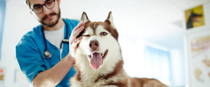 imagine TEHNICIAN VETERINAR