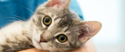 Imagine prezentare TEHNICIAN VETERINAR