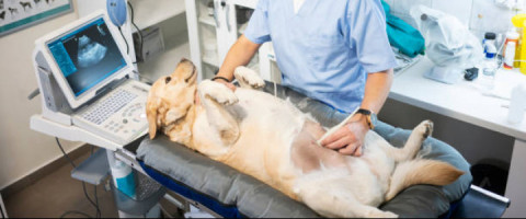 Imagine curs Tehnician Veterinar