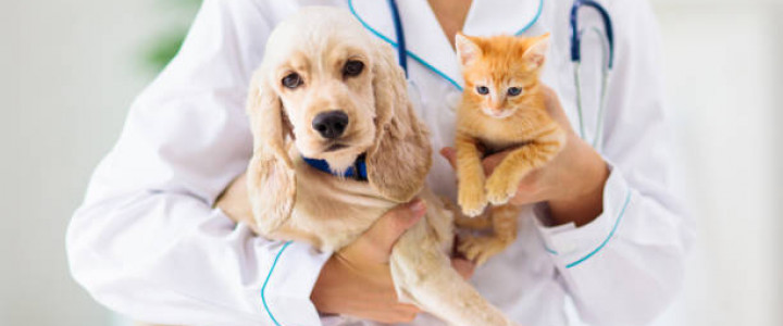 imagine TEHNICIAN VETERINAR