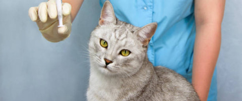 Imagine prezentare TEHNICIAN VETERINAR