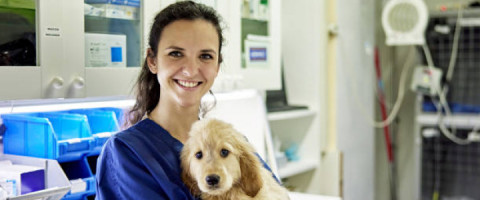 Imagine prezentare TEHNICIAN VETERINAR