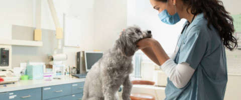 Imagine prezentare TEHNICIAN VETERINAR