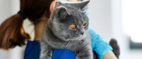 Imagine prezentare TEHNICIAN VETERINAR