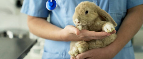 Imagine prezentare TEHNICIAN VETERINAR