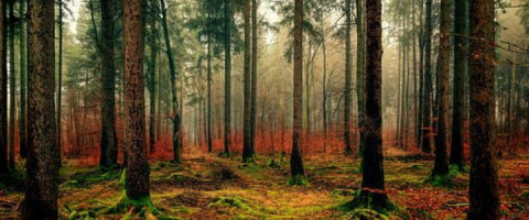 Imagine prezentare TEHNICIAN IN SILVICULTURA SI EXPLOATARI FORESTIERE