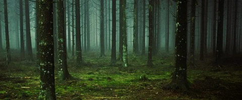 Imagine prezentare TEHNICIAN IN SILVICULTURA SI EXPLOATARI FORESTIERE