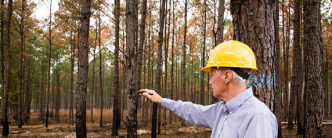 Imagine prezentare TEHNICIAN IN SILVICULTURA SI EXPLOATARI FORESTIERE