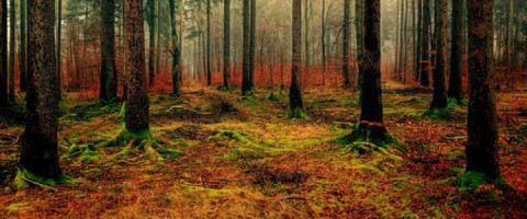 Imagine prezentare TEHNICIAN IN SILVICULTURA SI EXPLOATARI FORESTIERE