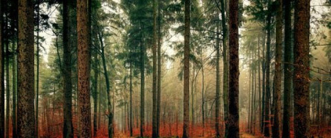 Imagine prezentare TEHNICIAN IN SILVICULTURA SI EXPLOATARI FORESTIERE