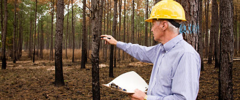 Imagine prezentare TEHNICIAN IN SILVICULTURA SI EXPLOATARI FORESTIERE