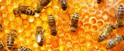 Imagine prezentare Apicultor