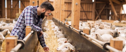 Imagine prezentare OPERATOR ÎNSĂMÂNȚĂRI ARTIFICIALE LA ANIMALE